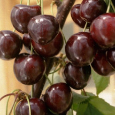 Черешня Сытная