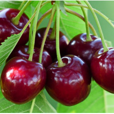 Черешня Аделина