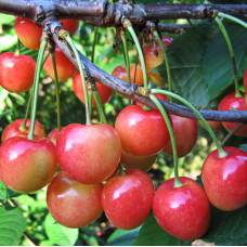 Черешня Орловская розовая 