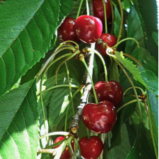 Черешня Памяти Астахова