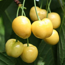 Черешня Приусадебная желтая