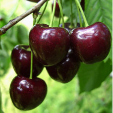 Черешня Родина