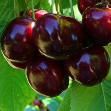 Черешня Валерий Чкалов