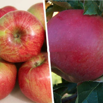 Дерево-сад (2-3х  летка) яблоня 2 сорта Уэлси - Красное раннее  