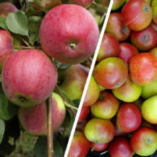 Дерево-сад (2-3х  летка) яблоня 2 сорта Кандиль орловский - Скала 