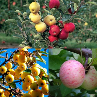 Дерево-сад (2-3х летка) яблоня 2 сорта Грушовка Московская - КЗР (Китайка золотая ранняя) 