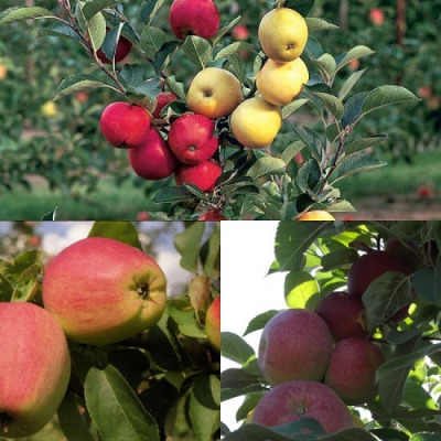 Дерево-сад (2-3х летка) яблоня 2 сорта Кандиль орловский - Память Ульянищева 