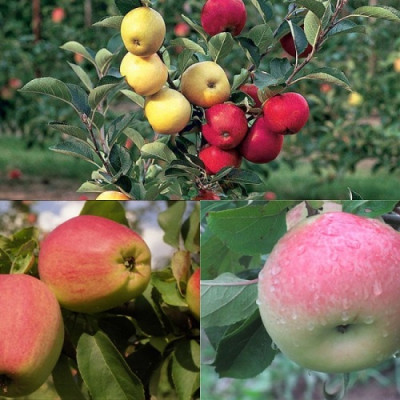 Дерево-сад (2-3х летка) яблоня 2 сорта Коричное новое - Яблочный спас 