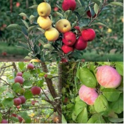 Дерево-сад (2-3, 3-4х летка) яблоня 2 сорта Орловим - Красное раннее  