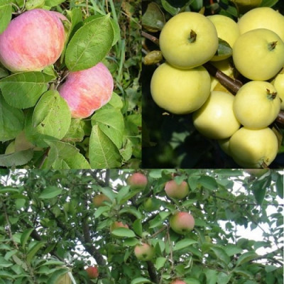 Дерево-сад (2-3х летка) яблоня 2 сорта Орловим - Налив белый 
