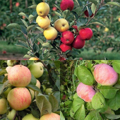 Дерево-сад (2-3х, 3-4х летка) яблоня 2 сорта Орловим - Юбиляр  