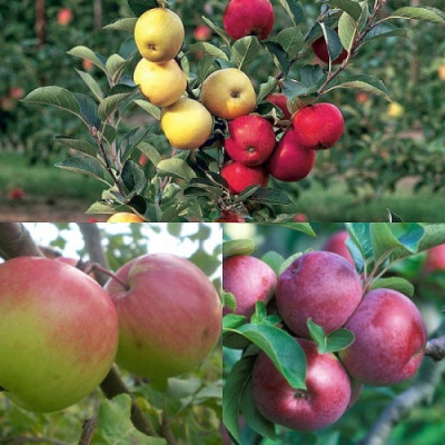 Дерево-сад (2-3х летка) яблоня 2 сорта Спартан - Хоней Крисп 
