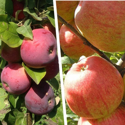 Дерево-сад (2-3х летка) яблоня 2 сорта Хоней Крисп - Лобо 