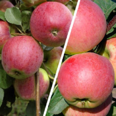 Дерево-сад (3-4х летка) яблоня 2 сорта Кандиль орловский - Успенское 