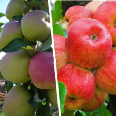 Дерево-сад (2-3х  летка) яблоня 2 сорта Кандиль орловский - Юбиляр 