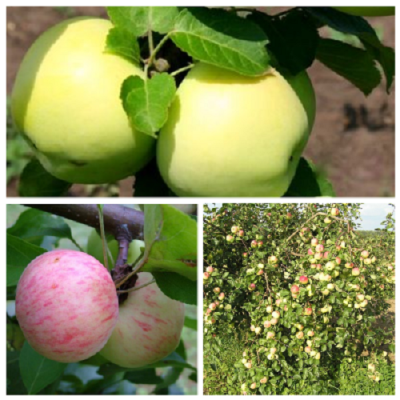 Дерево-сад (3-4х летка) яблоня 2 сорта Налив белый - Грушовка Московская 