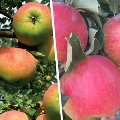 Дерево-сад (2-3х  летка) яблоня 2 сорта Орловим - Мелба 