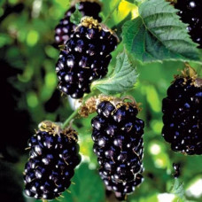 Ежевика Арапахо