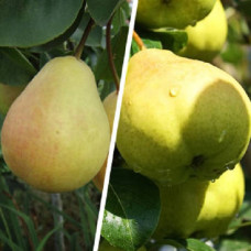 Дерево-сад (2-3х летка) груша 2 сорта Чижовская - Августовская роса 