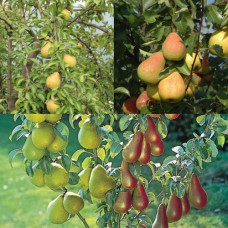 Дерево-сад (2-3х) груша 2 сорта Чижовская - Северянка краснощёкая