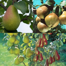 Дерево-сад (2-3х, 3-4х летка) груша 2 сорта Любимица Яковлева - Чижовская 