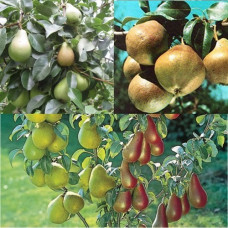 Дерево-сад (2-3х летка) груша 2 сорта Любимица Яковлева - Красавица Черненко