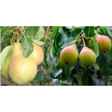Дерево-сад (2-3х, 3-4 летка) груша 2 сорта Осенняя Яковлева - Чижовская 