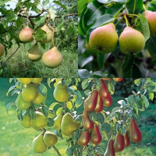 Дерево-сад (2-3х летка) груша 2 сорта Осенняя Яковлева - Любимица Яковлева 