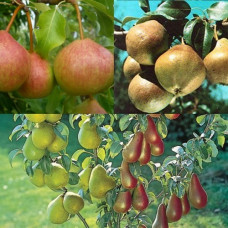 Дерево-сад (2-3х летка) груша 2 сорта Яковлевская - Память Яковлева 