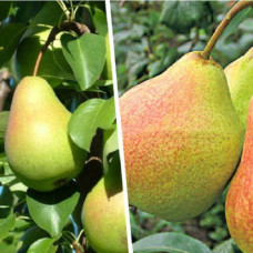 Дерево-сад (2-3х летка) груша Любимица Яковлева-Память Яковлева 