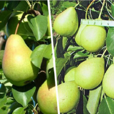 Дерево-сад (2-3, 3-4 х летка) груша Любимица Яковлева-Скороспелка из Мичуринска 