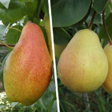 Дерево сад (2-3, 3-4х летка) груша Чудесница - Чижовская