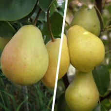 Дерево сад (2-3 летка) груша Чижовская - Лада