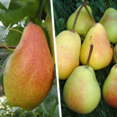Дерево-сад (2-3х, 3-4х летка) груша 2 сорта Чудесница - Мраморная 