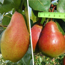 Дерево-сад (2-3х летка) груша 2 сорта Чудесница - Ника  