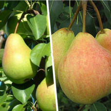 Дерево-сад (2-3х летка) груша Любимица Яковлева-Велеса 