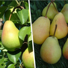 Дерево-сад (2-3, 3-4х летка) груша Любимица Яковлева-Мраморная 