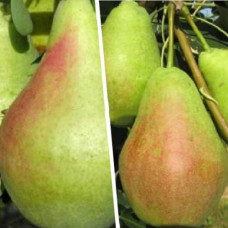 Дерево-сад (2-3х, 3-4х летка) груша 2 сорта Осенняя Яковлева - Аллегро 