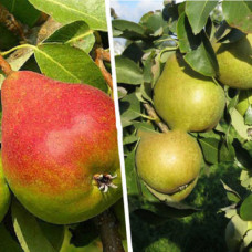 Дерево-сад (2-3 летка) груша 3 сорта Татьяна-Просто Мария-Видная