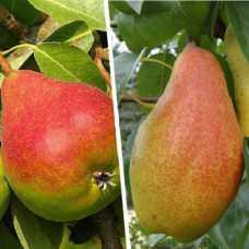 Дерево-сад (2-3х летка) груша 2 сорта Яковлевская - Чудесница 