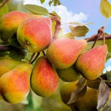 Груша Татьяна