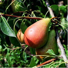 Груша Кокинская