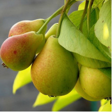 Груша Красавица Черненко (Русская красавица)