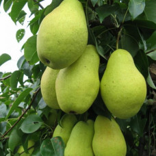 Груша Февральский сувенир