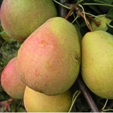 Груша Январская