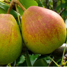 Груша Космическая