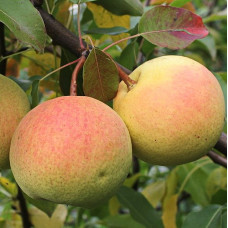 Груша Десертная Россошанская