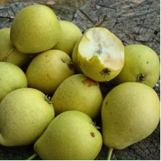 Груша Скороспелка из Мичуринска