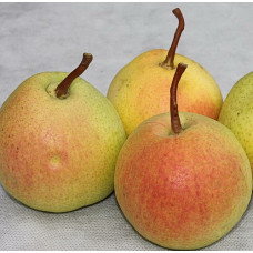 Груша Осенняя Сусова