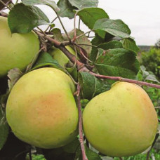 Яблоня Голубь Мира